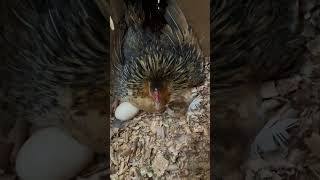 Primer nacimiento shortvideo gallinas crianza [upl. by Nelly]