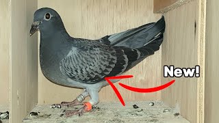 New Extreme Long Distance Racing Pigeons [upl. by Aidua]