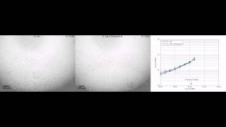 Rapid antimicrobial susceptibility testing of E coli [upl. by Raycher399]