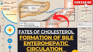 Fates of Cholesterol  Bile Formation  Enterohepatic Circulation  Cholelithiasis [upl. by Oona]