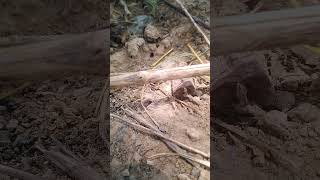 Ants on the Move Busy Colony in Actionquotshorts videoviral [upl. by Maddock]