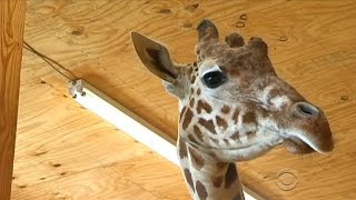 Giraffe gives birth with more than 1 million people watching [upl. by Oap]