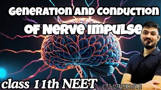 Generation and Conduction of Nerve Impulse  Neural Control and Coordination class 11 [upl. by Tarra]