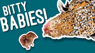 Chicken Hatches Bobwhite Quail  Belgian D’Uccle Chicken  Bantam Chicken  shorts [upl. by Colvin]