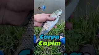 Carpa Capim após um ano de soltura pescaria pescariaraiz tilapia pesca peixe pescariaesportiva [upl. by Aled]