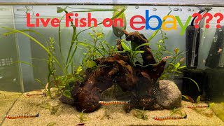 I Bought Live Fish on EBAY [upl. by Anelaf649]