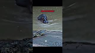 Hippo 🦛 vs magarmach 🐊 Hippo successful hippo [upl. by Wylen951]