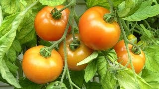 Tomaten ganz leicht selber anbauen [upl. by Eslehc]