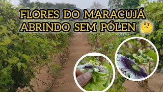 Como afastar as abelhas que carregam o pólen das flores do maracujá  nature plantas agricultura [upl. by Rekrap]