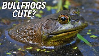 🐸 10 Bullfrog Facts That Will Blow Your Mind [upl. by Placia787]