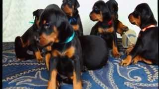 Doberman puppies grew up 16 weeks old [upl. by Inanuah]