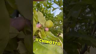 Dissing sul Chinotto 😱 gin bartender chinotto [upl. by Sirdna]