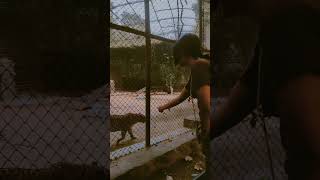 Gwalior zoo music love explorepage cheetahhunt zoo mukkuxpvt animals [upl. by Valaria148]