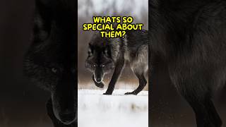 Why Some Wolves Are Black😲 [upl. by Katti]