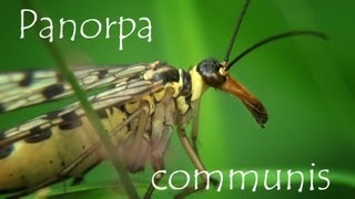 panorpa communis [upl. by Camus647]