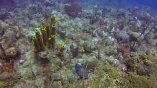 Paradise Reef amp Vents Scuba Dive St Kitts [upl. by Sina]