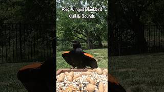 RedWinged Blackbird Call amp Sound redwingblackbirds birdcall birdsounds birds nature [upl. by Cima]