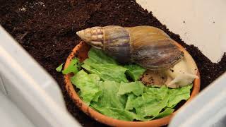 Giant African Land Snail eats lettuce  TIMELAPSE [upl. by Harold]