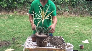 Diseño de maceta con las plantas Drácena marginata y clavo 🌱Maceta con piedritas blancas 🌲 [upl. by Atillertse]