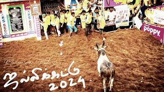 Alanganallur Jallikattu 2024  JALLIKATTU  maravarmanpictures [upl. by Einneb162]