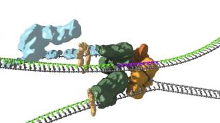 Replication fork coupling [upl. by Springer]