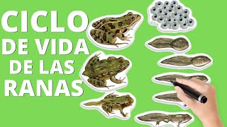 El ciclo de vida de las ranas etapas🐸 [upl. by Ailil]