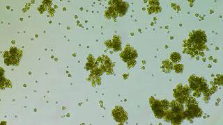 Scientists have witnessed in realtime a singlecelled algae evolve into a multicellular organism 6 [upl. by Stoneham]