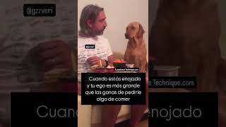 Cuando estás enojado y tú ego es más grande que las ganas de pedirle algo de comer a tu dueño 🤭🐶 [upl. by Marih905]