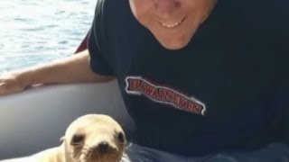 Sea lion pup jumps on boat cuddles with driver [upl. by Anrol]