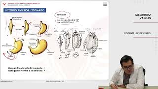 Embriología Desarrollo del sistema digestivo Intestino anterior estómago [upl. by Chris]