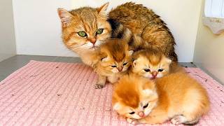 A mother cat who never washes her kittens calls them with just a meow [upl. by Lai]