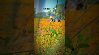 Kheti 🧑‍🌾 badi trending shortsfeed shorts love tendingshorts viralshort [upl. by Akihsar]