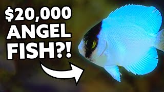 20000 Angel Fish Bred in Captivity Fincasters [upl. by Ettegirb832]