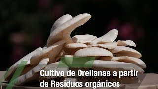 Cultivo de orellanas a partir de residuos orgánicos TvAgro por Juan Gonzalo Angel Restrepo [upl. by Ynaffet]