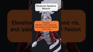 Neck Muscles Anatomy youtubeshorts youtube ytshorts anatomy [upl. by Erde]