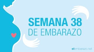 Semana 38 de embarazo  38 semanas de embarazo  El embarazo semana a semana [upl. by Nap228]