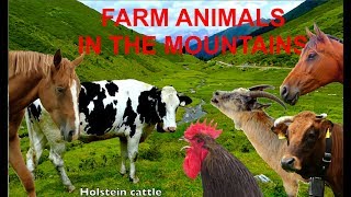 FOR KIDS farm animals in the mountains with natural sounds  NO MUSIC video for children [upl. by Jenkel]