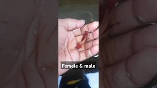 Female amp male for rosetail betta fish ❤️❤️ bettafish shortvideo [upl. by Odlanar941]