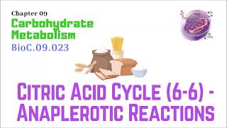 BioC09023Citric Acid Cycle 66 – Anaplerotic reactions  Dr Prashant Sharma [upl. by Eissahc]