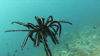 Swimming Crinoid  Diving in the Philippines 2019 [upl. by Halian238]