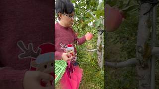 Fruit picking in Hokkaido Japan 🇯🇵 fruitpicking travel vacation [upl. by Einegue]