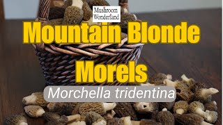 The Mountain Blonde Morel Morchella tridentina [upl. by Ibbie361]