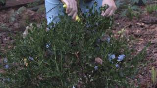 Gardening Tips  Tips on Pruning Shrubs [upl. by Veleda]