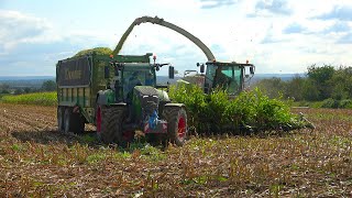 Mais2024 LU Schmidt Ronneburg Claas Jaguar 950 mit Fendt Abfahrern beim Mais Häckseln [upl. by Sinai]