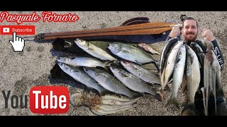 Pesca Sub spiedino di spigola carango 2kg e cefaloni a fiumi 26092024 [upl. by Acirretal]