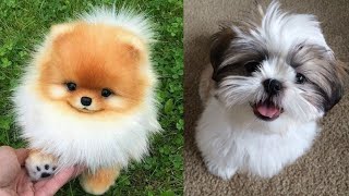 Top 5 Best Cute Small Size Dogs  Hindi  2020 [upl. by Assenay]