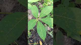 Palmately Compound Leaves leaves ornamentalplants leaf [upl. by Eisus844]