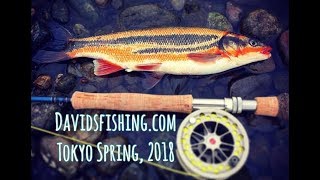 Fly Fishing for Carp Barbel Pacific Redfin [upl. by Akirat]