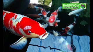 Ikan Koi Besar Jumbo Super Mantap [upl. by Norted]