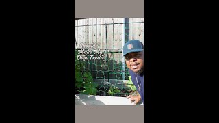 Trellis Install and Use garden growyourown trellis [upl. by Diarmuid]